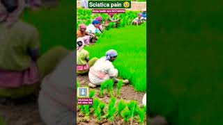Sciatica pain 🥹 #shorts #viral #trending #healthcare #sciatica #healthcare #naturopathy #tamil #pain