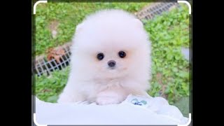 블소레볼루션 던전좀 돌아볼 ㄱ ㅔ요 필요한게 있어서여 편안하게보세여
