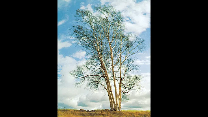 The Legend Of The Birch Tree: Anishinaabe Legend