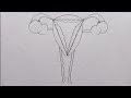 Draw female reproduction system with scale  fineartsguruji shorts