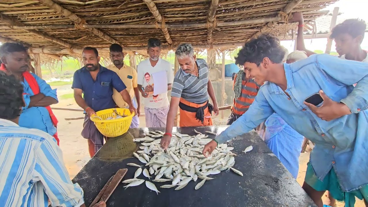 மீன்கள் ஏலம் ஈவோலோ அமைதியா அழகா விற்பனை செய்யுறாங்க