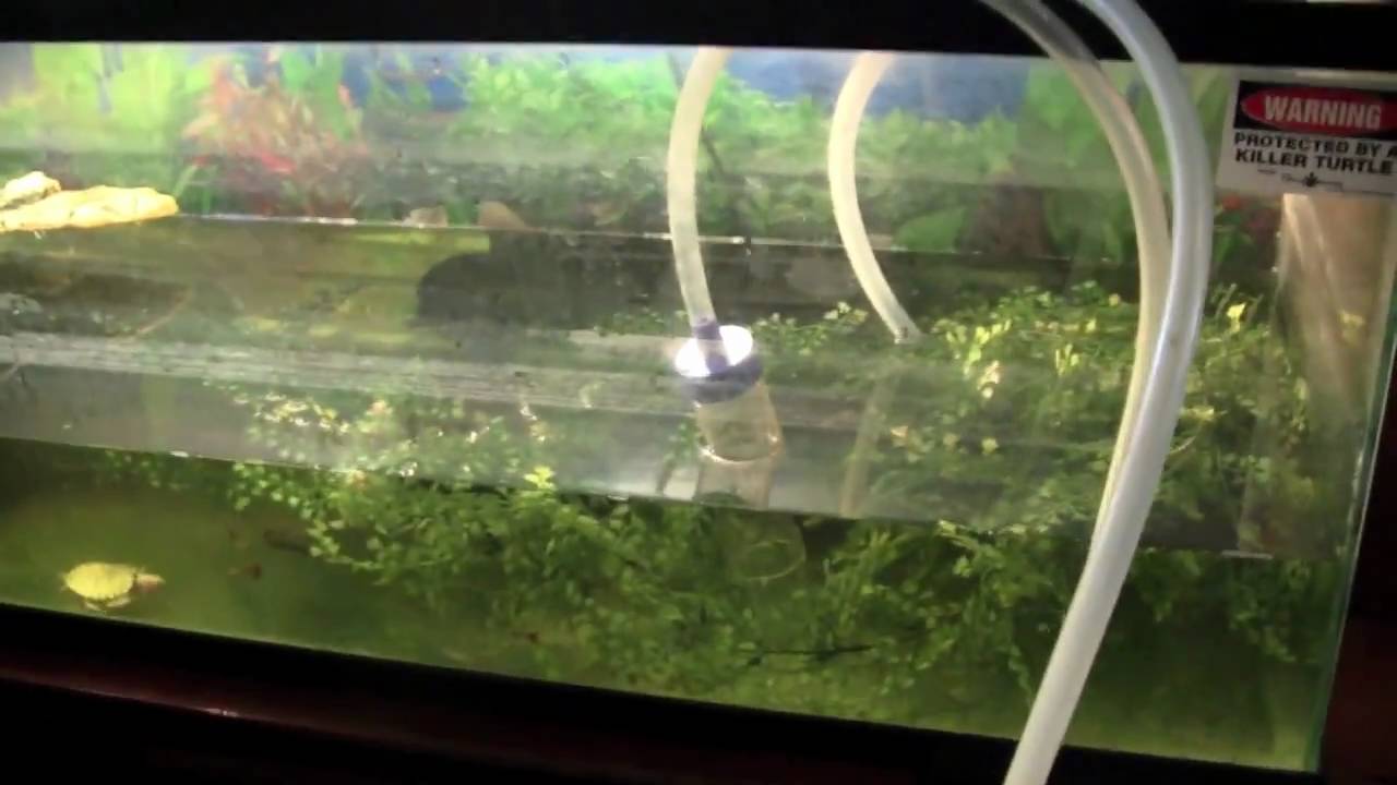 Routine Care for Animals - Short