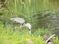 Blue Heron swallowing big Muskrat