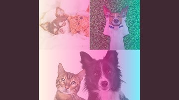 Lively Backdrops for Shelter Pups