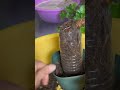 How to grow your Roses as bonsai🌹🌿