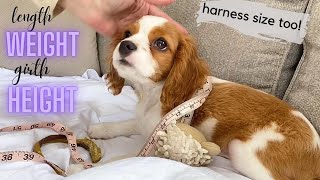 HOW BIG IS A 4 MONTH OLD CAVAPOO PUPPY? Harness Size, etc!| Cavapoo Growth in the First Year!