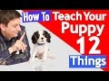 How Many Things Can you Teach your Puppy at Once?