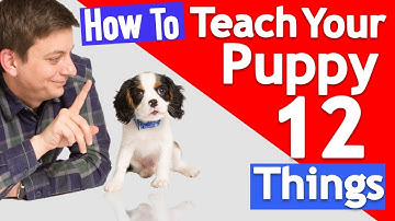 How to Teach Your Puppy Multiple Things at Once! How many things can you teach...