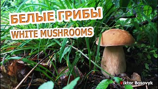 БЕЛЫЕ ГРИБЫ 2020 ПОИСК WHITE MUSHROOMS SEARCH