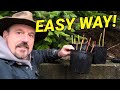 Blueberry propagation  easy and from waste