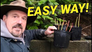 Blueberry Propagation, Easy and from waste.