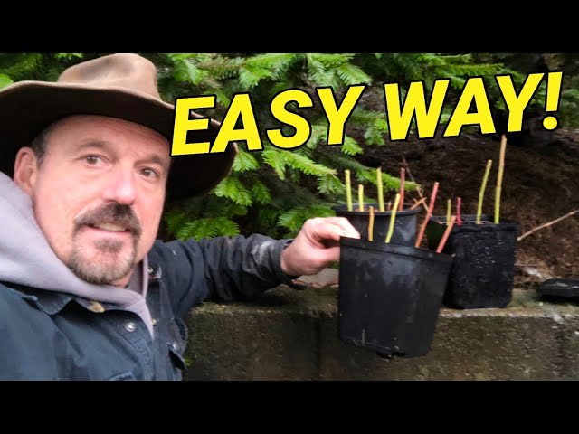 Blueberry Propagation,  Easy and from waste. class=