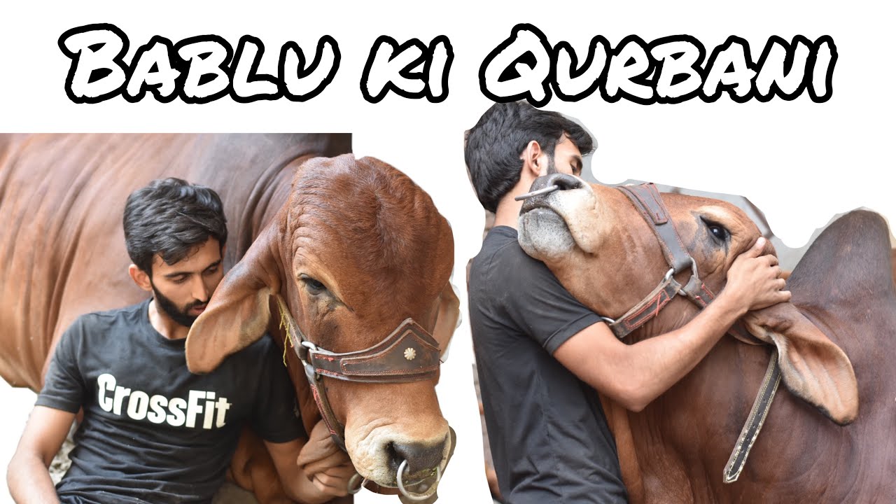 Love story of Haris & Bablu & Bablu’s qurbani vlog - YouTube