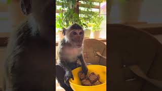 У Вани второй завтрак #monkeys #обезьянавдоме #макака #обезьяны #экзотическиепитомцы #обезьяна #