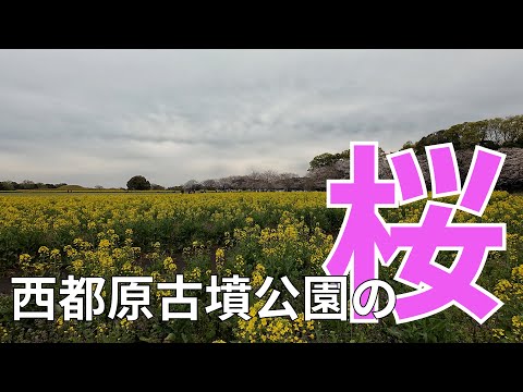 西都原古墳公園（宮崎県西都市）の桜