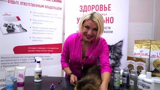 видео: Шоу груминг взрослого животного породы персидская, гигиеничкая стрижка. картинка: Шоу груминг взрослого животного породы персидская, гигиеничкая стрижка.