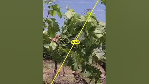 Tarsens - up to 98% accuracy vineyard yield estimation!