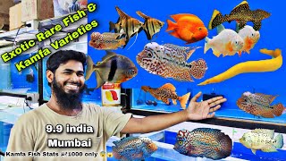Exotic & Rare Variety Fish & Kamfa 9.9 india Aquarium Arowana | Kamfa | Golden Eel | L series Pleco screenshot 5
