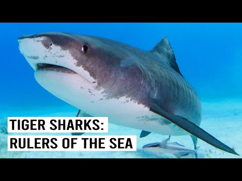 TERROR FROM BENEATH: REIGN OF THE THUGGISH TIGER IN TROPICAL WATERS | WILD WATERS