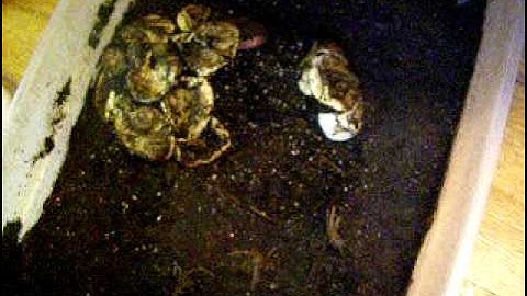 baby macklots pythons just hatched