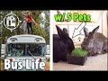 Bunny BUS!? Off-Grid Bus Life with 5 Pets (Rescue Animals)