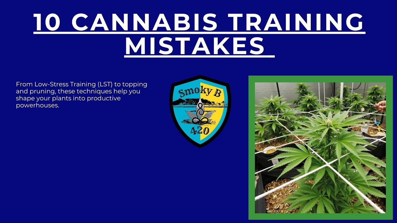 10 Cannabis Training Mistakes That Hurt Your Yields (And How to Avoid Them!)