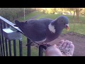 Wood pigeon get a dinner too.