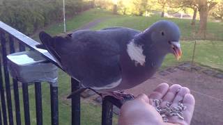 Wood pigeon get a dinner too.