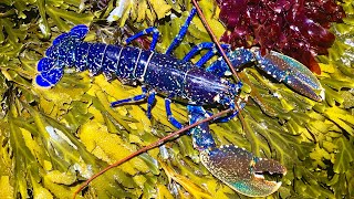 Coastal Foraging at Night - Lobster, Crab and more incredible creatures - Lobster Cook up