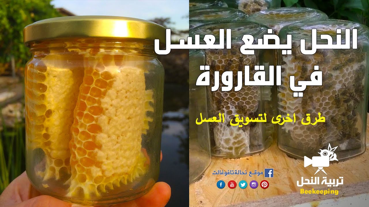 النحل يضع العسل في القارورة