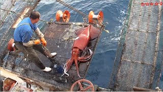 Watch fishermen catch tons of giant squid at sea - Giant squid processing process at the factory