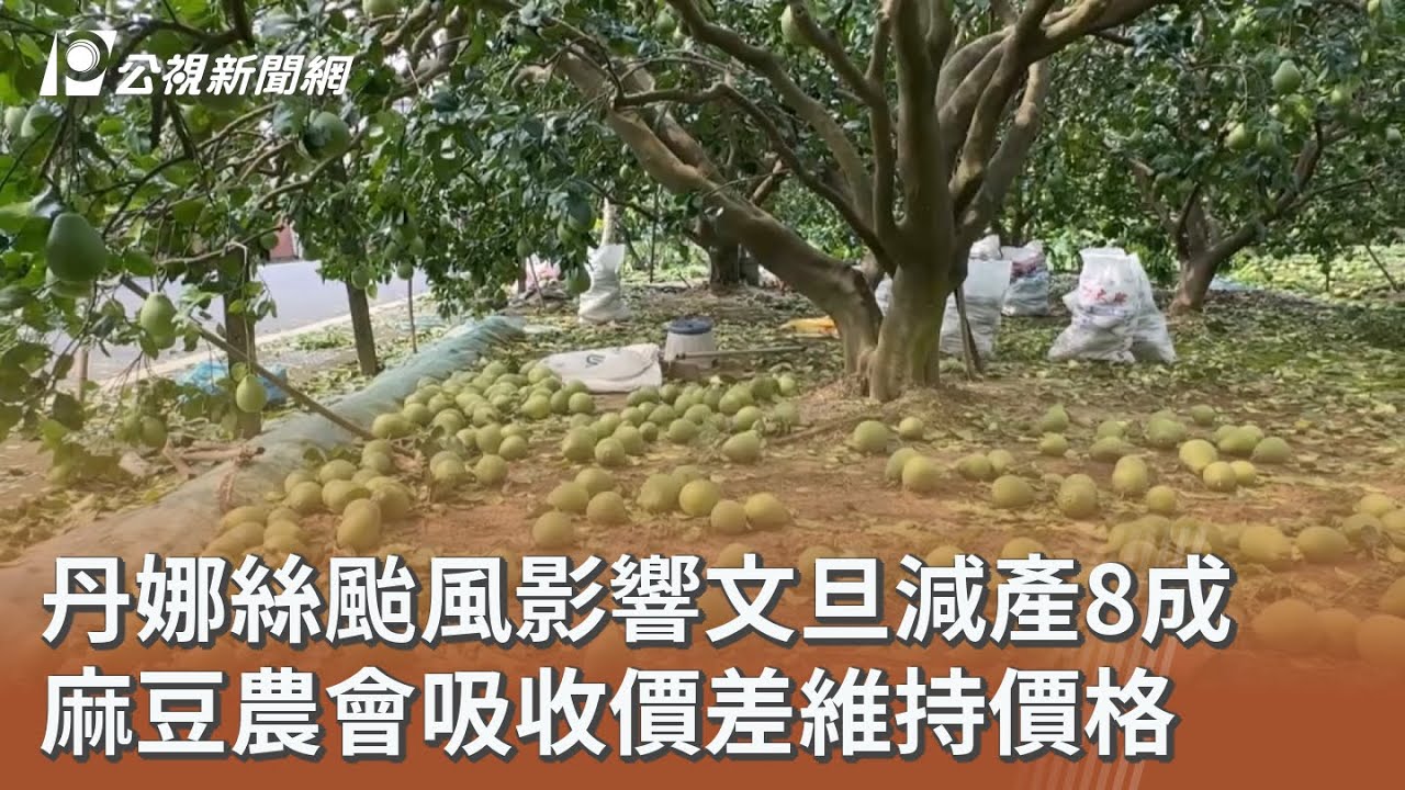 丹娜絲颱風影響文旦減產8成麻豆農會吸收價差維持價格｜ 公視新聞網PNN