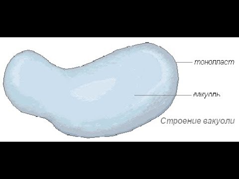 Видео: Какова структура и функция вакуоли?