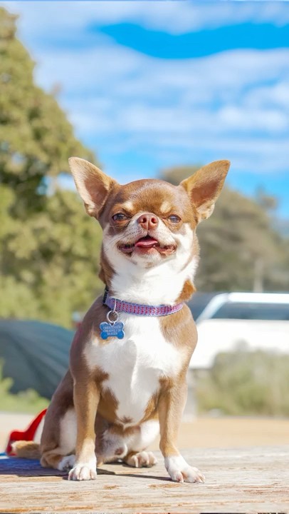 3 epic Chihuahua puppies #adorablepets #viral #viralvideo #viralshorts #dogphotography