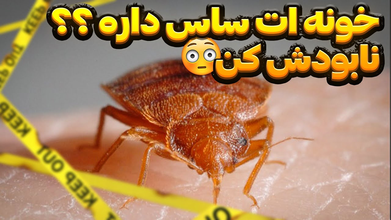 پیشگیری درمان و کنترل ساس 😉آموزش و درمان گیاهان ودرختان - YouTube