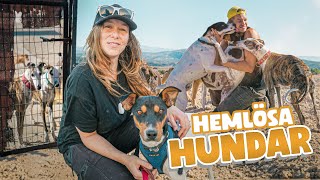 Besöker hemlösa hundar i Spanien 🐶🇪🇸