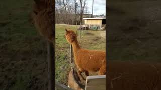Llama Jumps Over Fence, Falls Headfirst