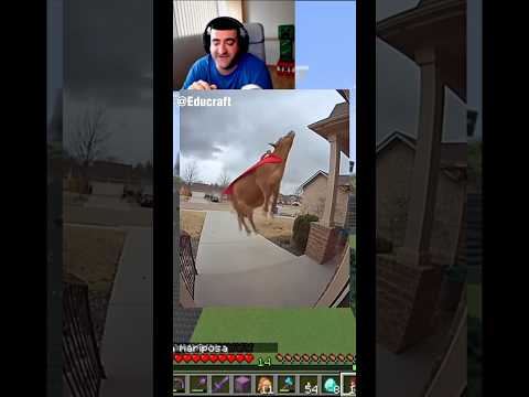 Intento volar y vuelo como vaca 🐄 🤣#vuelo #minecraft #videogames