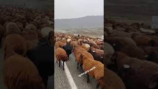 An Ihribariyle Iğdıra Giriş Yaptık❤✋