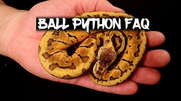 How old is the Oldest Ball Python?