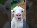 خروف العيد لبس نظاره معز كيوت Eid Lamb 