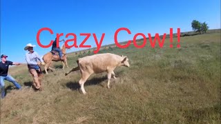 CRAZY Heifer Almost Escaped!!