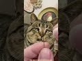 🔥 Top 5 Naughtiest Animals That Will Make You Laugh Out Loud! 😂🐾#facts #shorts