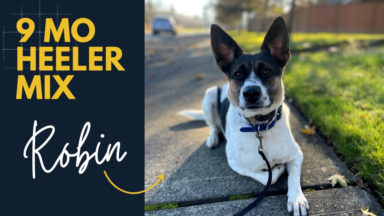 9 mo Heeler Mix (Robin) Best Seattle Dog Trainers Off Leash K9