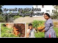 Carrot harvesting/ Live village life with me in Hyderabad/ Hyderabadi gardener/ kitchen gardener