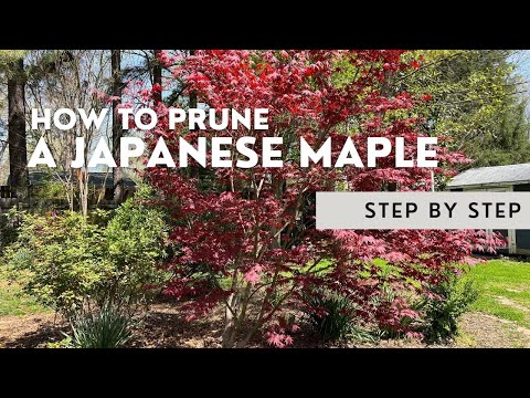 How To Prune A Japanese Maple: A Step By Step Tutorial