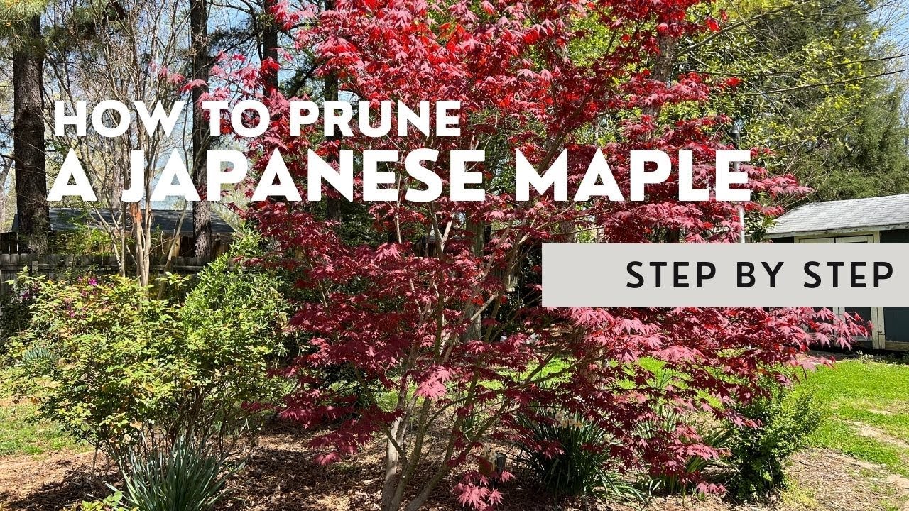 ️ How To Prune A Japanese Maple: A Step By Step Tutorial ️ - YouTube