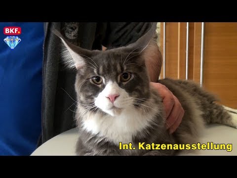 Video: Katzenausstellung in Moskau: Zeitplan. Internationale Katzenausstellung in Moskau