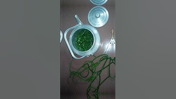 Cách chữa viêm xoang bằng cây giao / Euphorbia tirucalli cures sinusitis