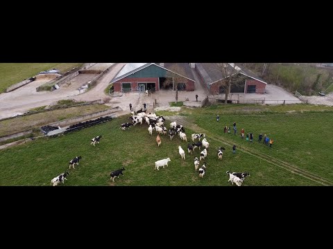 20220405 Haaksbergen VIDEO Koeiendans De Melktapperij
